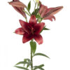 Burgundy Red Alert Asiatic Lilies