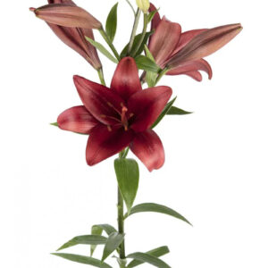 Burgundy Red Alert Asiatic Lilies
