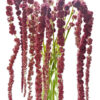 Red Hanging Amaranthus