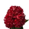 Red Amour Hydrangea