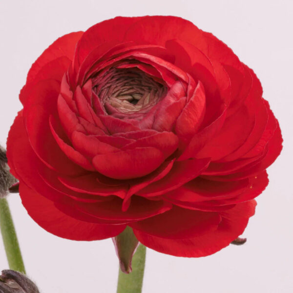 Red Ranunculus - Image 2