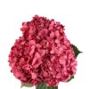 Hot Pink Red Lips Hydrangea