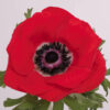 Red Mistral Anemones
