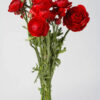 Red Ranunculus