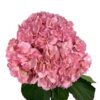 Pink Rose Garden Hydrangea