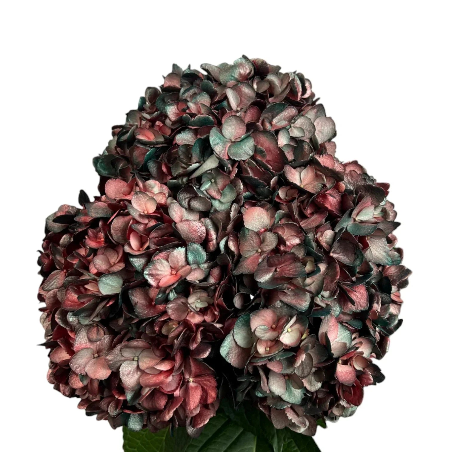 Burgundy Ruby Pine Hydrangea