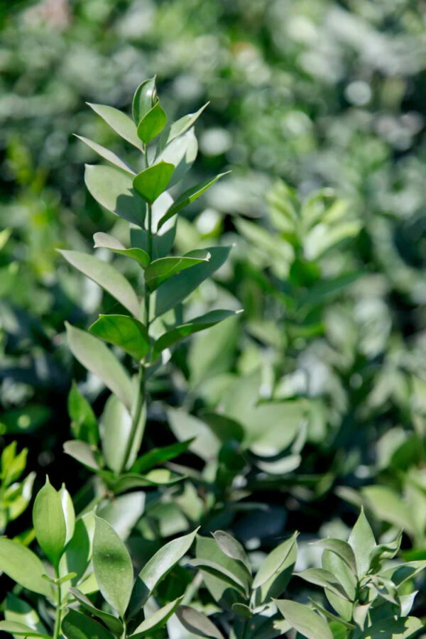 Ruscus Israeli - Image 2