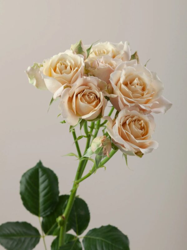 Sweet Dreams - Image 2