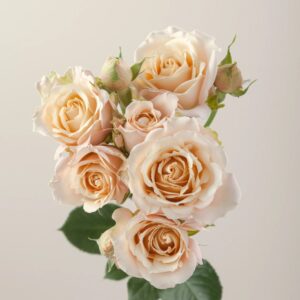White Sweet Dreams Spray Roses