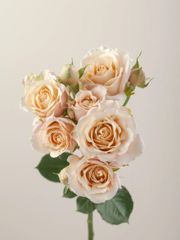 White Sweet Dreams Spray Roses