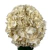 White Sandy Hydrangea