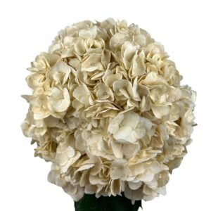 White Sandy Hydrangea
