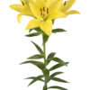 Yellow Scipione Asiatic Lilies