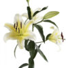 Yellow Serano Oriental Lilies