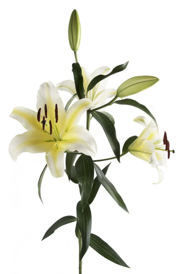 Yellow Serano Oriental Lilies