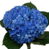 Shocking Blue Hydrangea