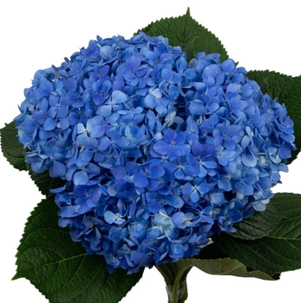 Shocking Blue Hydrangea