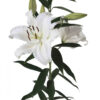 White Siberia Oriental Lilies