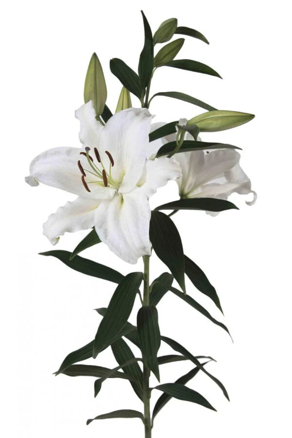 White Siberia Oriental Lilies