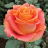 Orange Silantoi Roses