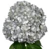 Silver Hydrangea