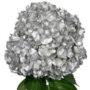 Silver Hydrangea