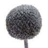 Silver Tinted Craspedia