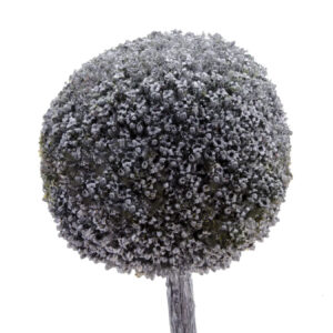 Silver Tinted Craspedia