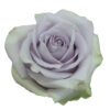 Lavender Silvery Light Roses