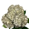 Grey Slipper Satin Hydrangea