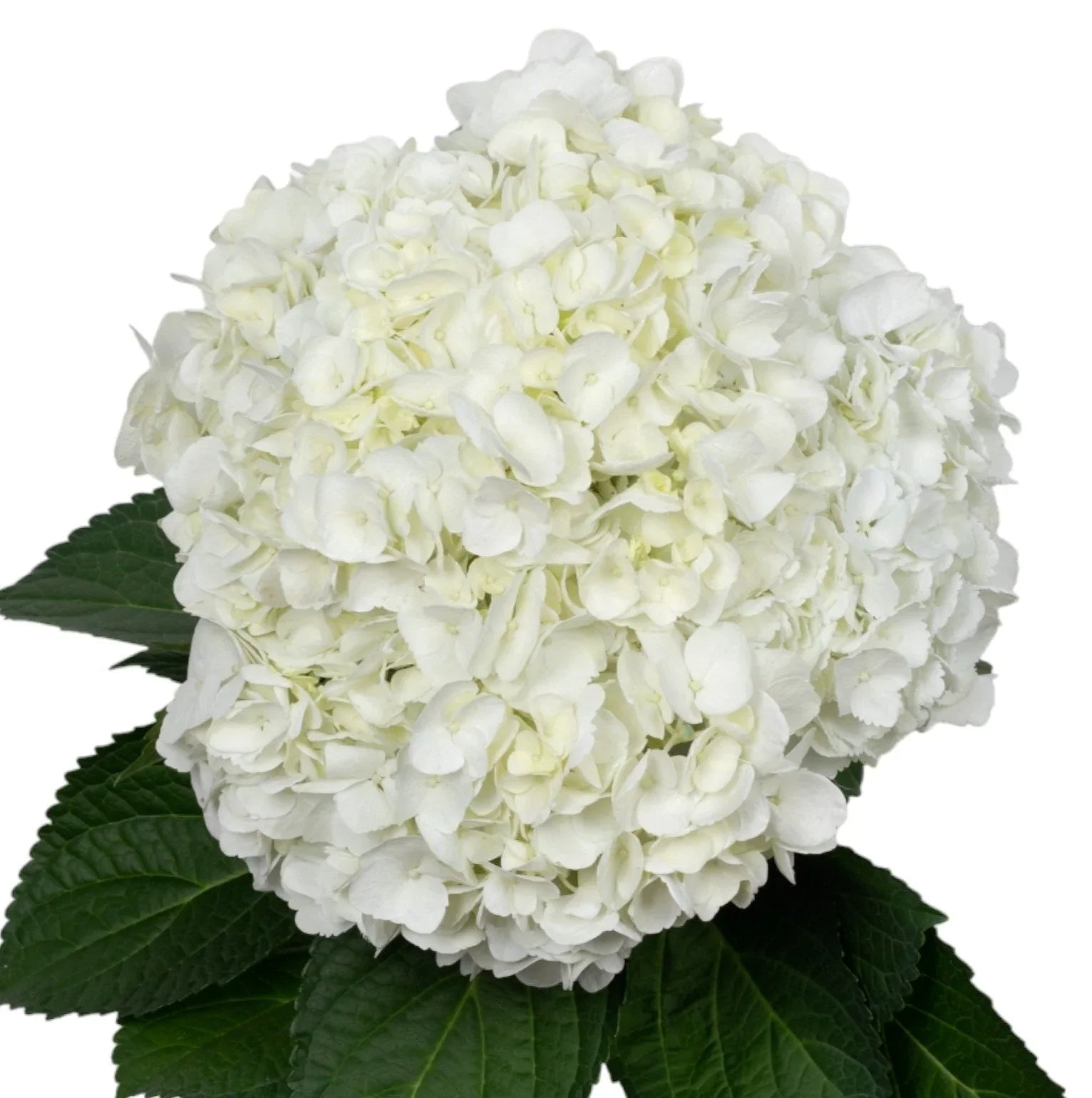 Snowflake White Hydrangea