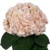 Peach Soft Coral Hydrangea