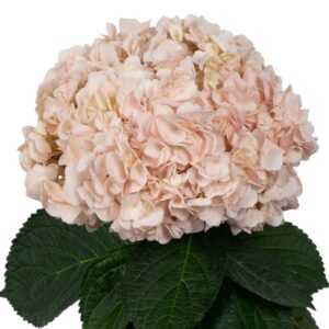 Peach Soft Coral Hydrangea