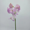 Soft Pink Sweet Pea