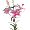 Light Pink Sorbonne Oriental Lilies