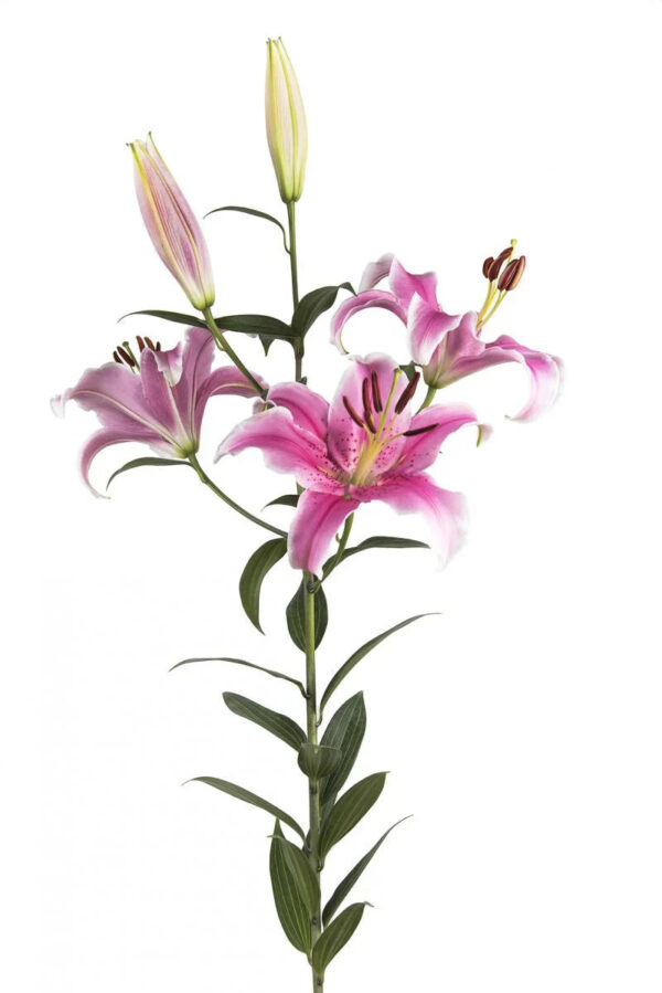 Light Pink Sorbonne Oriental Lilies