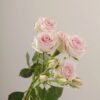 White Star Blush Spray Roses