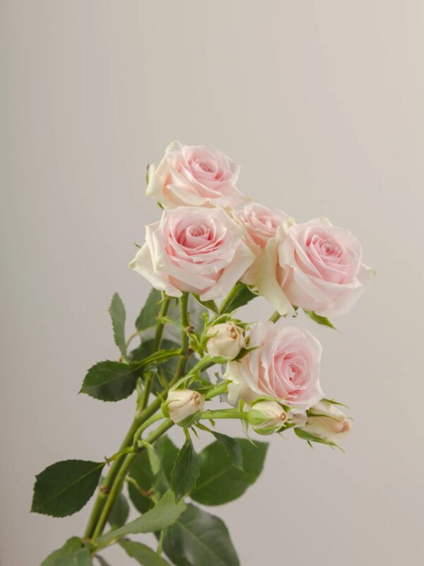 White Star Blush Spray Roses