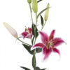 Hot Pink Starfighter Oriental Lilies