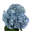 Steel Blue Hydrangea