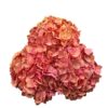 Summer Pink Hydrangea