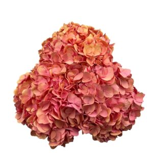 Summer Pink Hydrangea