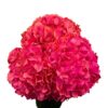 Orange Sunset Blaze Hydrangea
