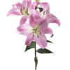 Light Pink Tabledance Oriental Lilies