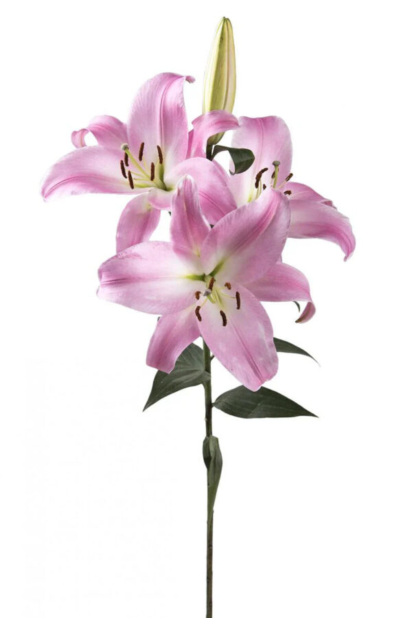 Light Pink Tabledance Oriental Lilies