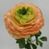 Tango Ranunculus