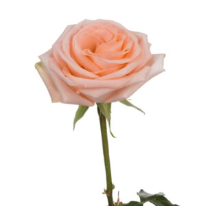 Peach Tifanny Roses