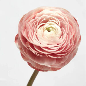 Tinted Chocolate Ranunculus