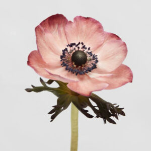 Tinted Chocolate Mistral Anemones