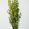 Green True Myrtle Foliage & Greens